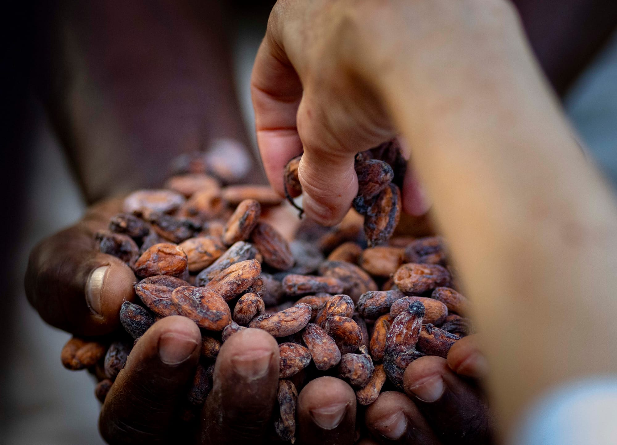 Sur la route du cacao